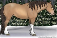 Horse Color:Amber Champagne 