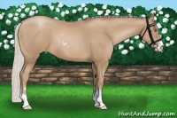 Horse Color:Silver Black Pearl Sabino 