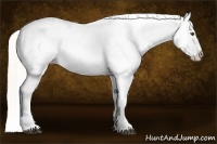 Horse Color:Silver Buckskin Dun Appaloosa 