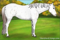Horse Color:Bay Splash Tobiano Appaloosa and Bay Splash Tobiano Appaloosa Rabicano