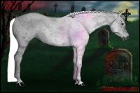 Horse Color:Gray Palomino