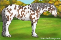 Horse Color:White Spotted Brown Appaloosa