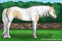 Horse Color:Silver Amber Champagne Dun Splash Tobiano Frame 