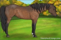Horse Color:Buckskin 