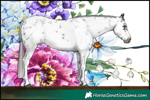 Horse Color:White Spotted Liver Chestnut Sabino Splash Frame