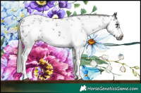 Horse Color:White Spotted Liver Chestnut Sabino Splash Frame 