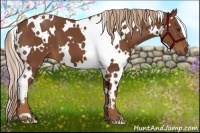 Horse Color:White Spotted Chestnut 