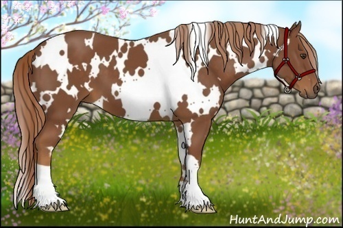 Horse Color:White Spotted Chestnut 
