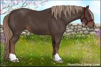 Horse Color:Liver Chestnut 