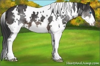 Horse Color:White Spotted Brown Splash 