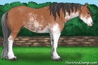 Horse Color:Bay Sabino 