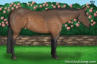 Horse Color:Buckskin 