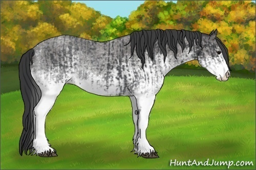 Horse Color:White Spotted Blue Roan Rabicano and White Spotted Blue Roan Rabicano
