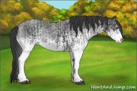 Horse Color:White Spotted Blue Roan Rabicano  and White Spotted Blue Roan Rabicano 