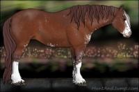 Horse Color:Chocolate Brown Sabino 