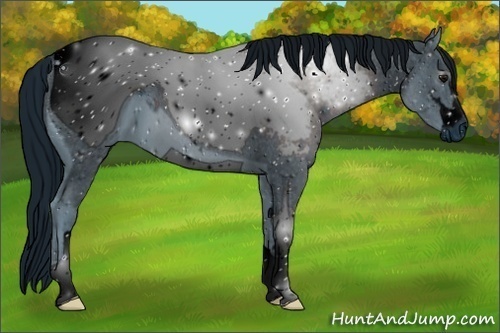 Horse Color:ERROR: UNKNOWN ANOMALY