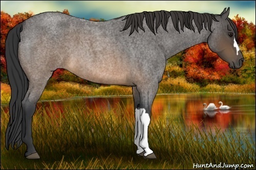 Horse Color:Buckskin Roan 