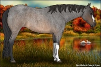 Horse Color:Buckskin Roan 