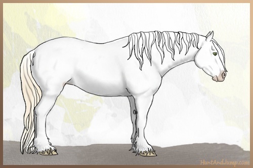 Horse Color:Gold Champagne Roan Dun Splash Tobiano Frame Appaloosa Rabicano