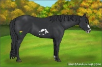 Horse Color:Black Frame 