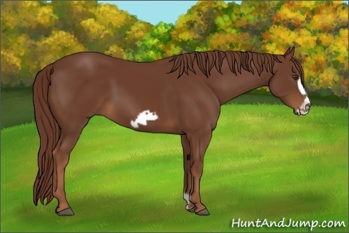 Horse Color:Chestnut Frame 