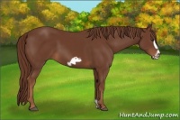 Horse Color:Chestnut Frame
