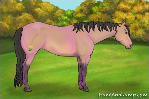 Horse Color:Buckskin 