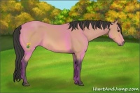 Horse Color:Buckskin 