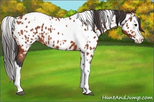 Horse Color:Bay Splash Tobiano Appaloosa and Bay Splash Tobiano Appaloosa