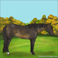 Horse Color:Buckskin 