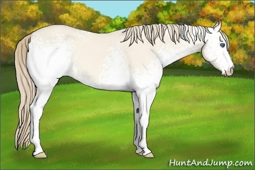 Horse Color:White Spotted Perlino Dun