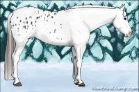 Horse Color:White Spotted Black Tobiano Blanket Rabicano