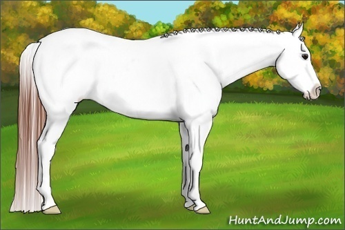 Horse Color:Bay Dun Tobiano Appaloosa Rabicano 