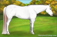 Horse Color:Bay Dun Tobiano Appaloosa Rabicano 
