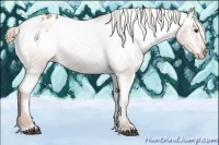 Horse Color:Chestnut Appaloosa 