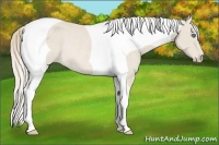 Horse Color:Smoky Creme Tobiano Rabicano 