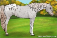 Horse Color:Liver Red Roan Appaloosa 