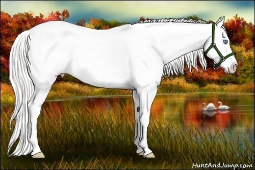 Horse Color:White Spotted Silver Smoky Creme Splash Appaloosa Rabicano 