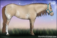 Horse Color:White Spotted Grullo Pearl 