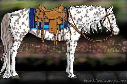 Horse Color:Grullo Appaloosa 