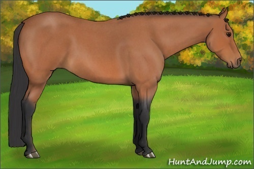 Horse Color:Bay Roan 