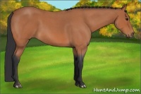 Horse Color:Bay Roan 