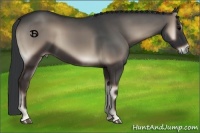 Horse Color:Blue Onyx 