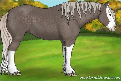 Horse Color:Silver Black Splash