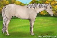 Horse Color:Chocolate Palomino Pearl