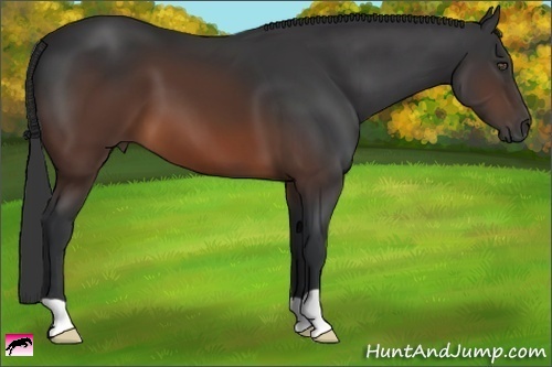Horse Color:Brown 