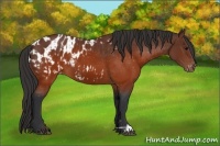 Horse Color:Brown Appaloosa  and Brown Appaloosa 