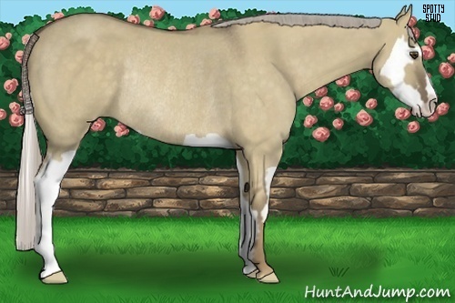 Horse Color:Chocolate Palomino Dun Splash Frame Rabicano