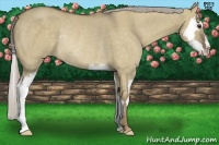 Horse Color:Chocolate Palomino Dun Splash Frame Rabicano