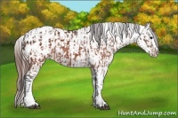 Horse Color:Brown Appaloosa and Brown Appaloosa